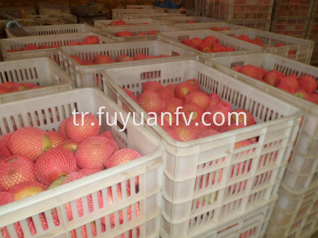 qinguan apple from China